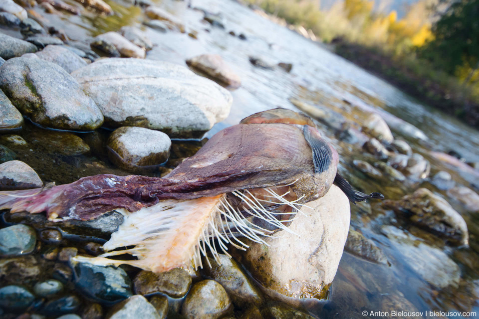 Sockeye Salmon skeleton after spawning at Adams River, BC