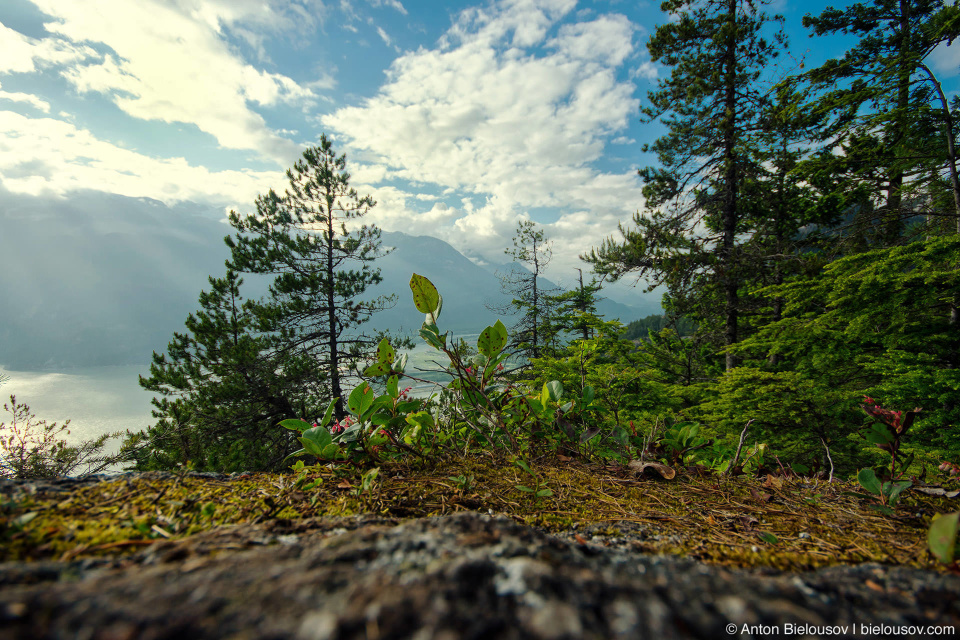 Upper Shannon Falls trail top