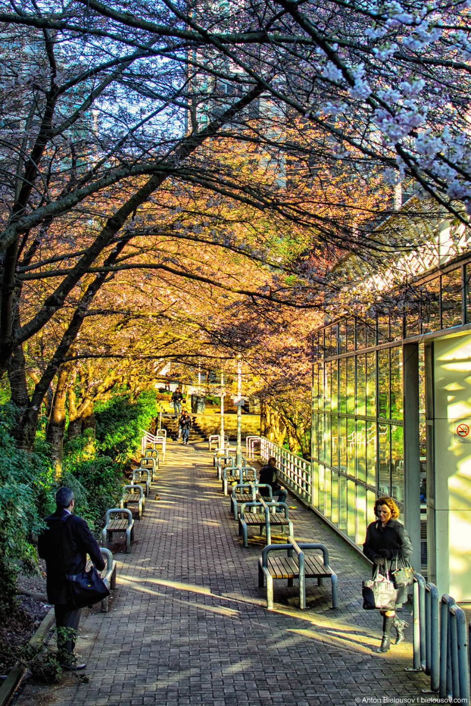 Burrard station blossom, Vancouver, BC