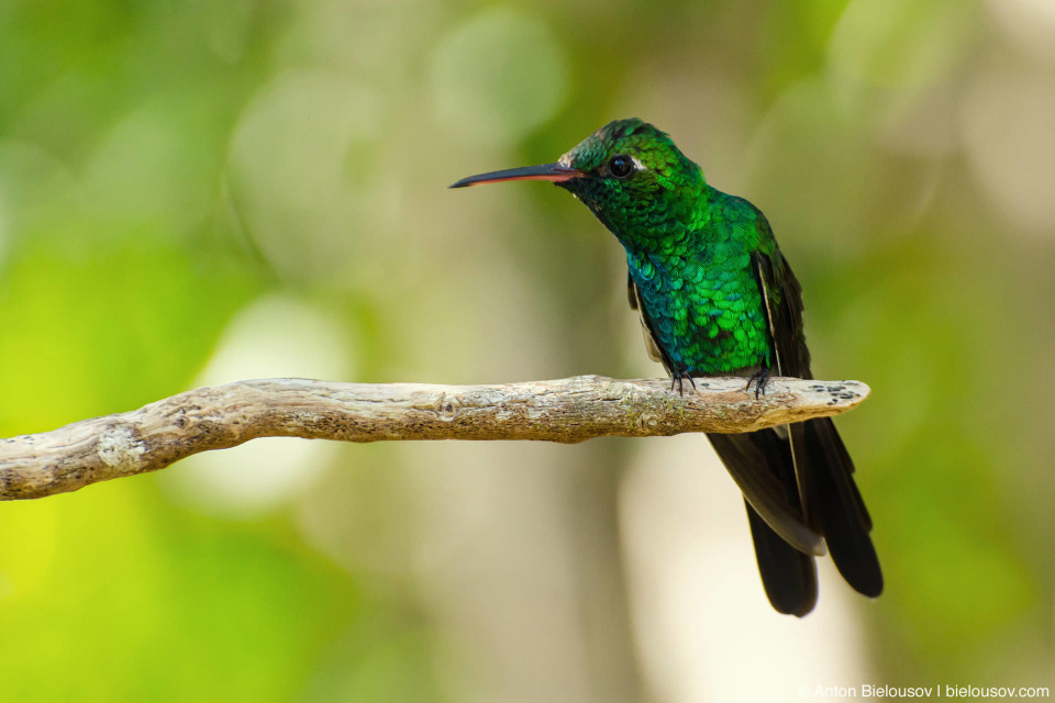 CUBA. Cayo Santa Maria National Park — Hummingbird