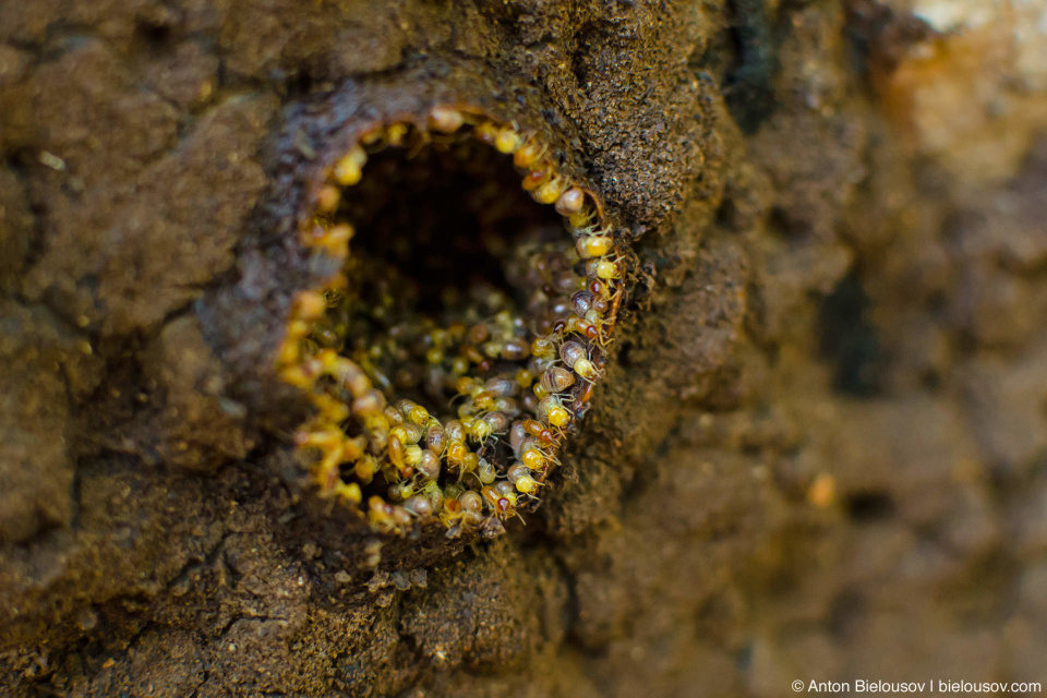 CUBA. Cayo Santa Maria National Park — Termites