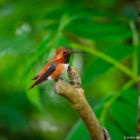 Rufous hummingbird / Охристый колибри