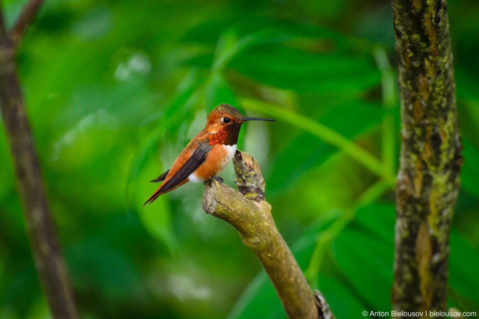 Охристый колибри (rufous hummingbird, Finns Slough, Richmond, BC)