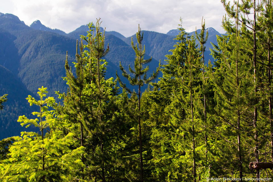 Вершины гор и верхушки деревьев на трейле Sendero Diez Vistas (Ванкувер)