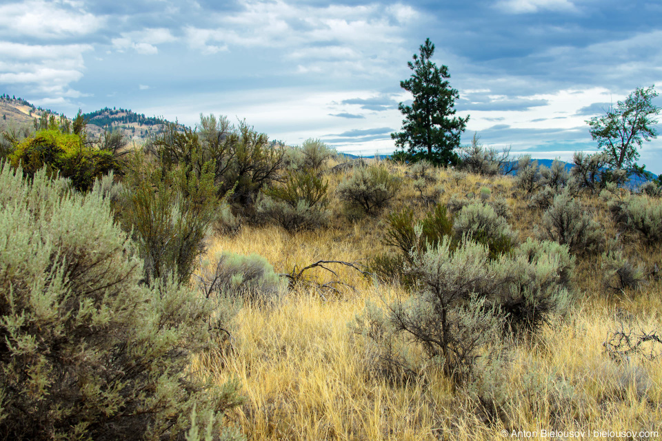 Antelope-brush in Nk'mip Desert (Osoyoos, BC)