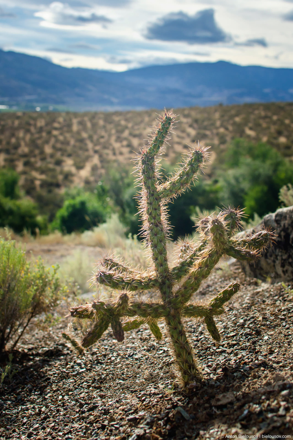 Кактус в канадской пустыне Nk'mip Desert — Osoyoos, BC