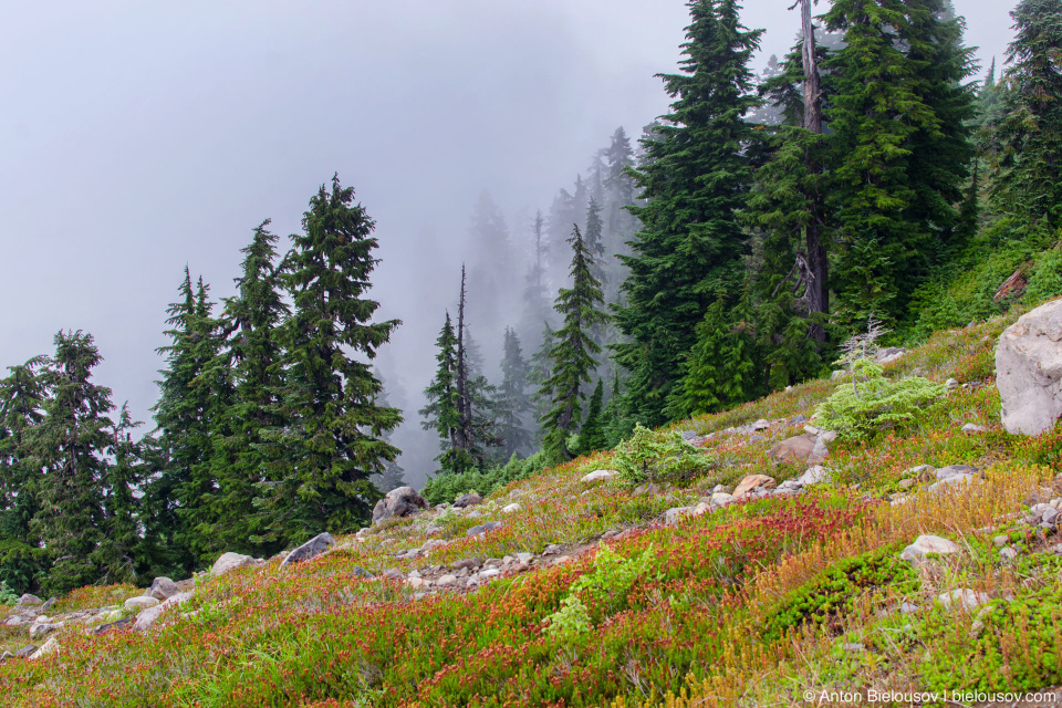 Elfin Lakes trail