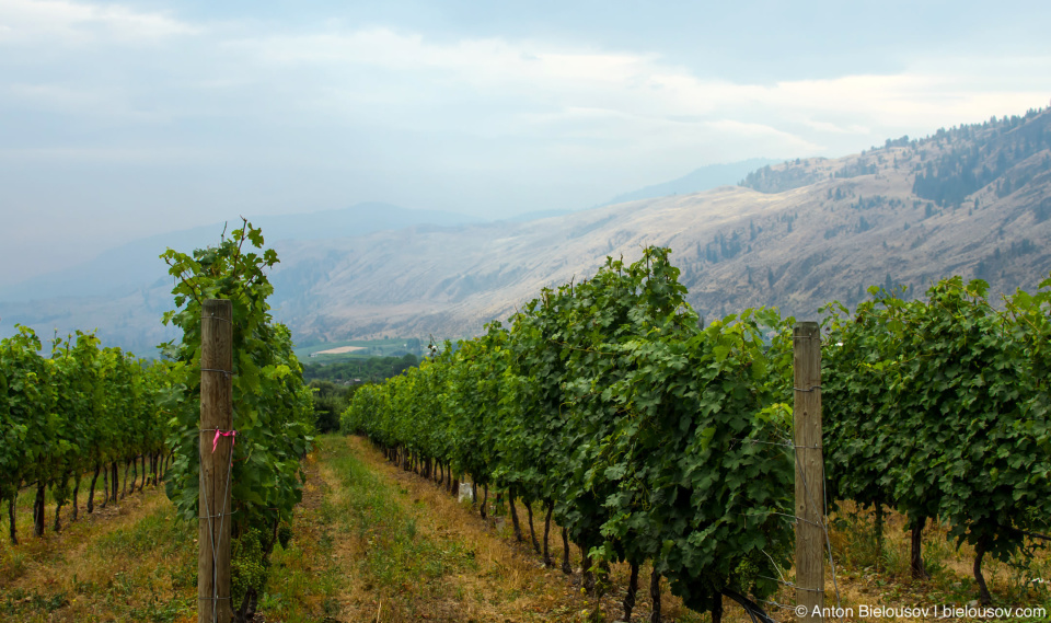 Osoyoos wineyards