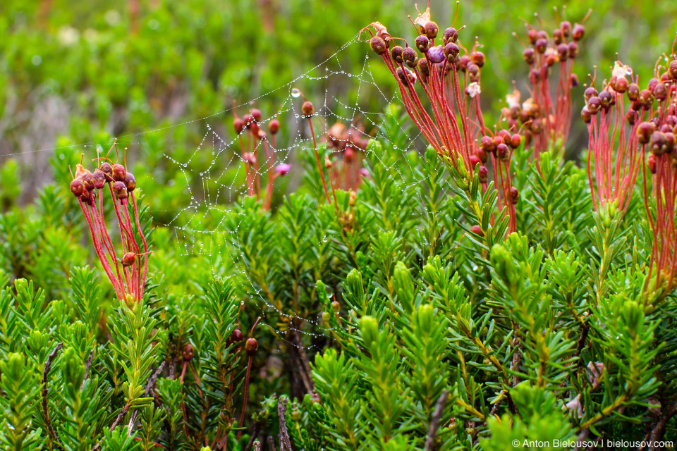 Паутина в росе — Elfin Lakes trail