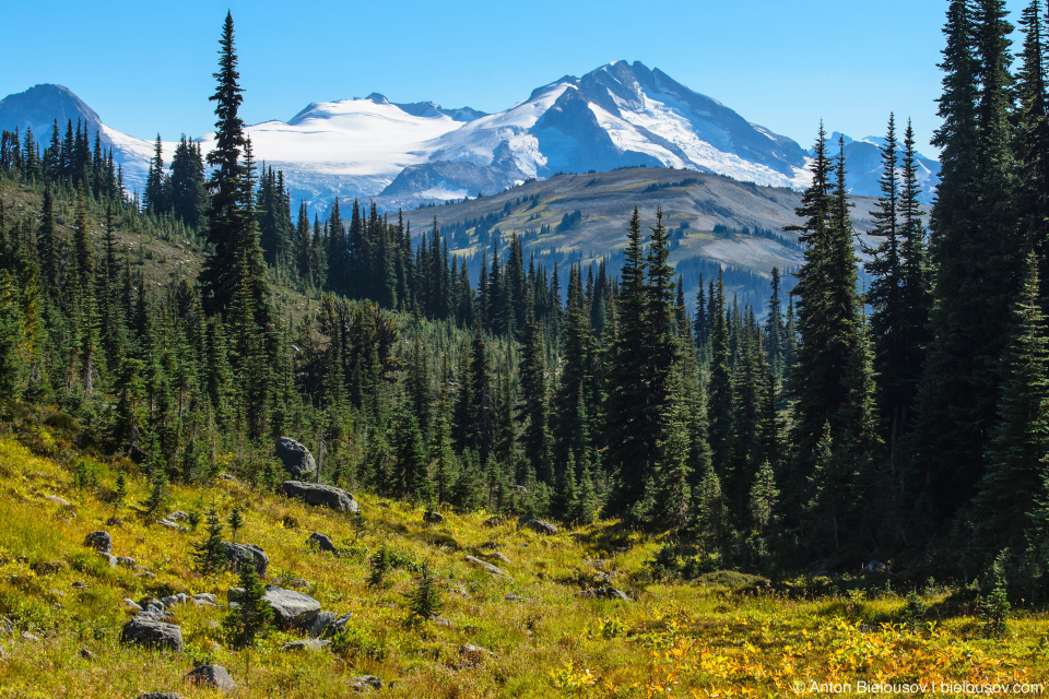 Blackcomb Meadows