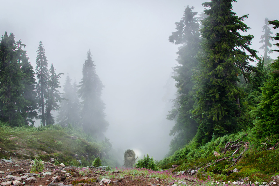 Ёжик в тумане на тропе Elfin Lakes