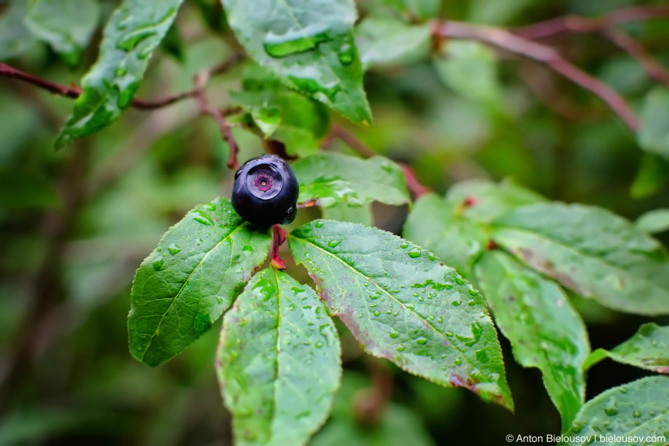 Wild huckleberry at Elfin Lakes trail in August