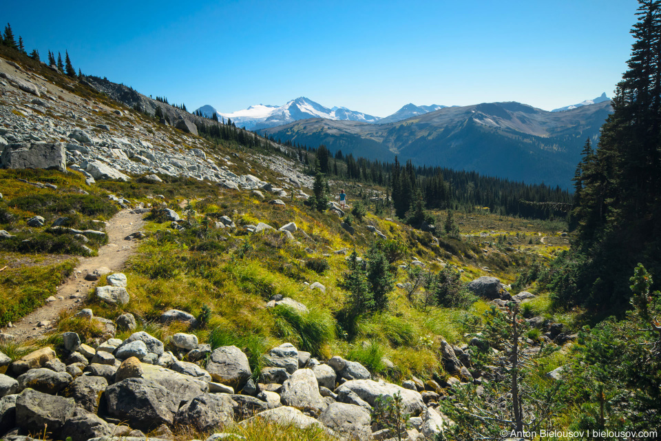 Blackcomb Meadows