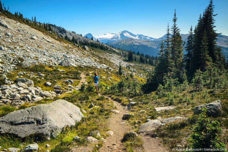 Blackcomb Meadows