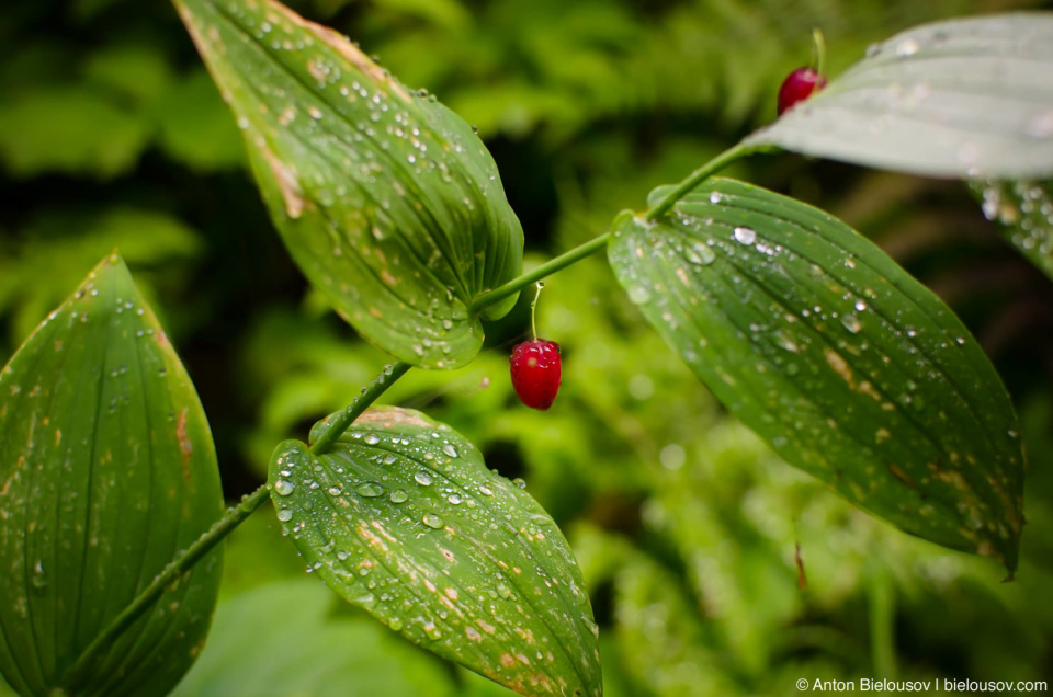 Rosy Twisted Stalk