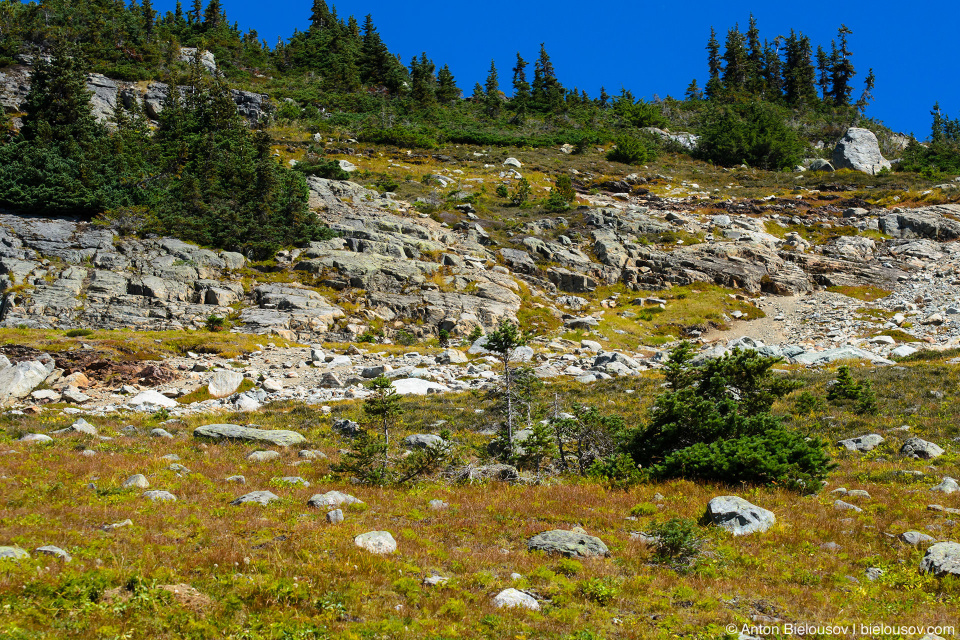 High Note trail, Whistler Mountain