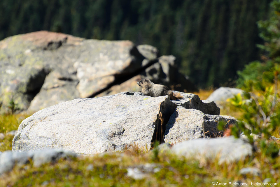 Yellow-bellied marmot, Whistler, BC