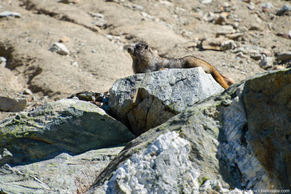 Желтобрюхий сурок (Yellow-bellied marmot — Marmota flaviventris), Whistler, BC