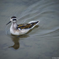 Wilson's Phalarope / Трехцветный плавунчик