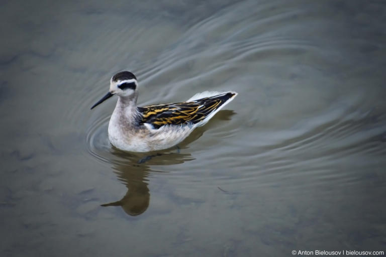Wilson’s Phalarope