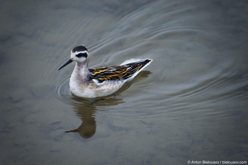 Wilson's Phalarope — Elfin Lakes | Garibaldi Provincial Park | Squamish, BC