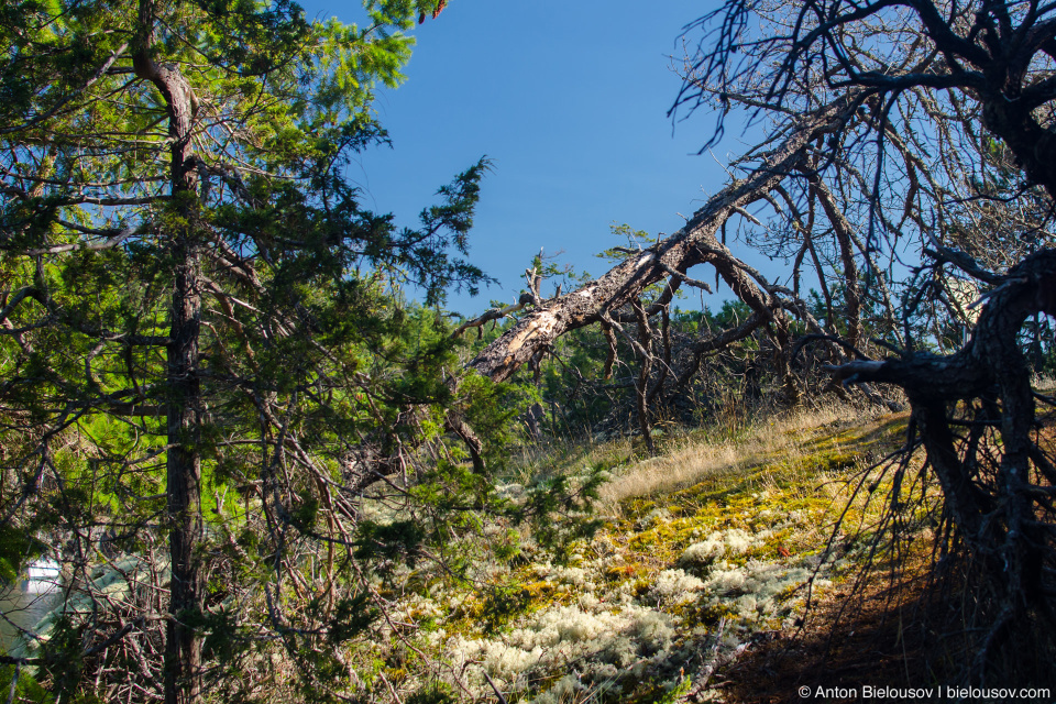 Smuglers Cove grove at Sunshine Coast, BC