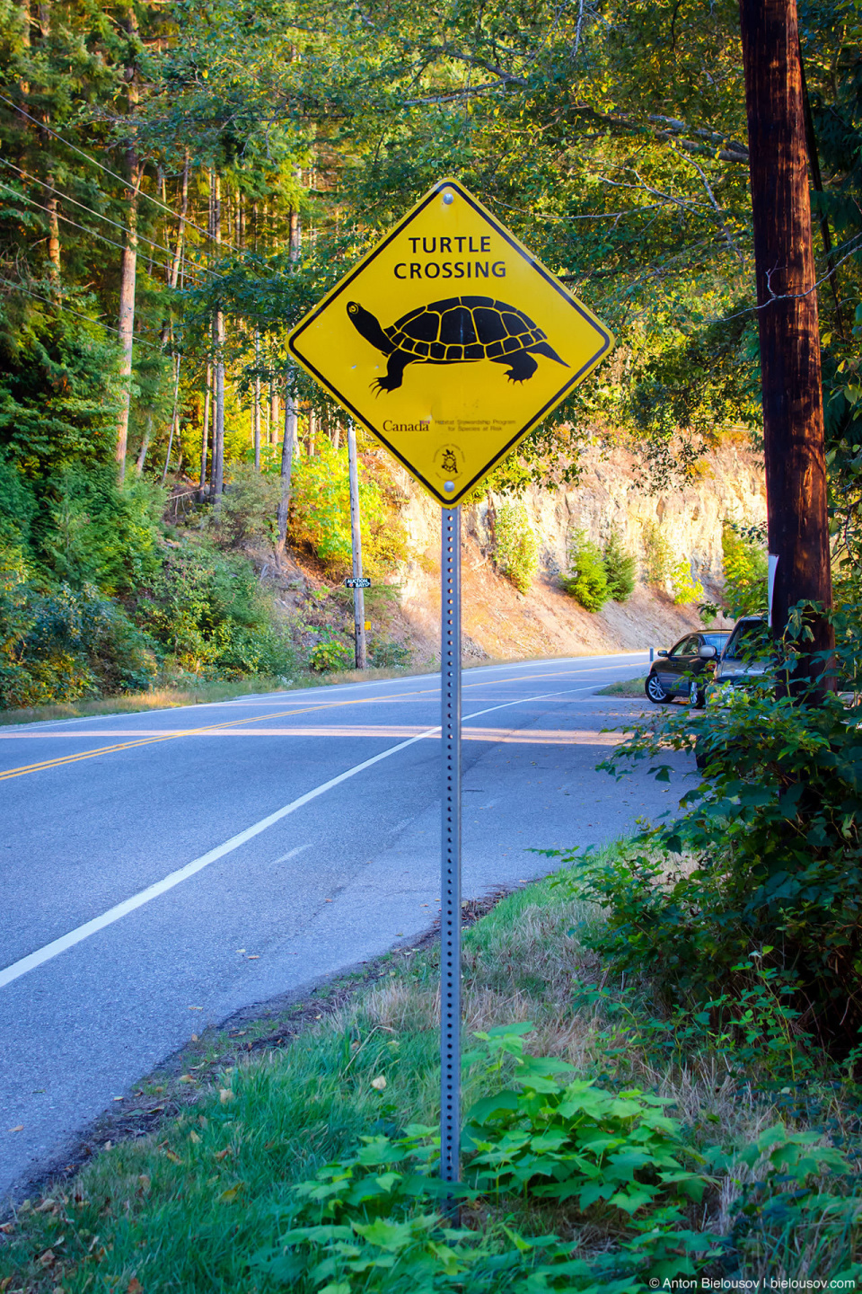 Sunshine Coast: Turtle Crossing sign