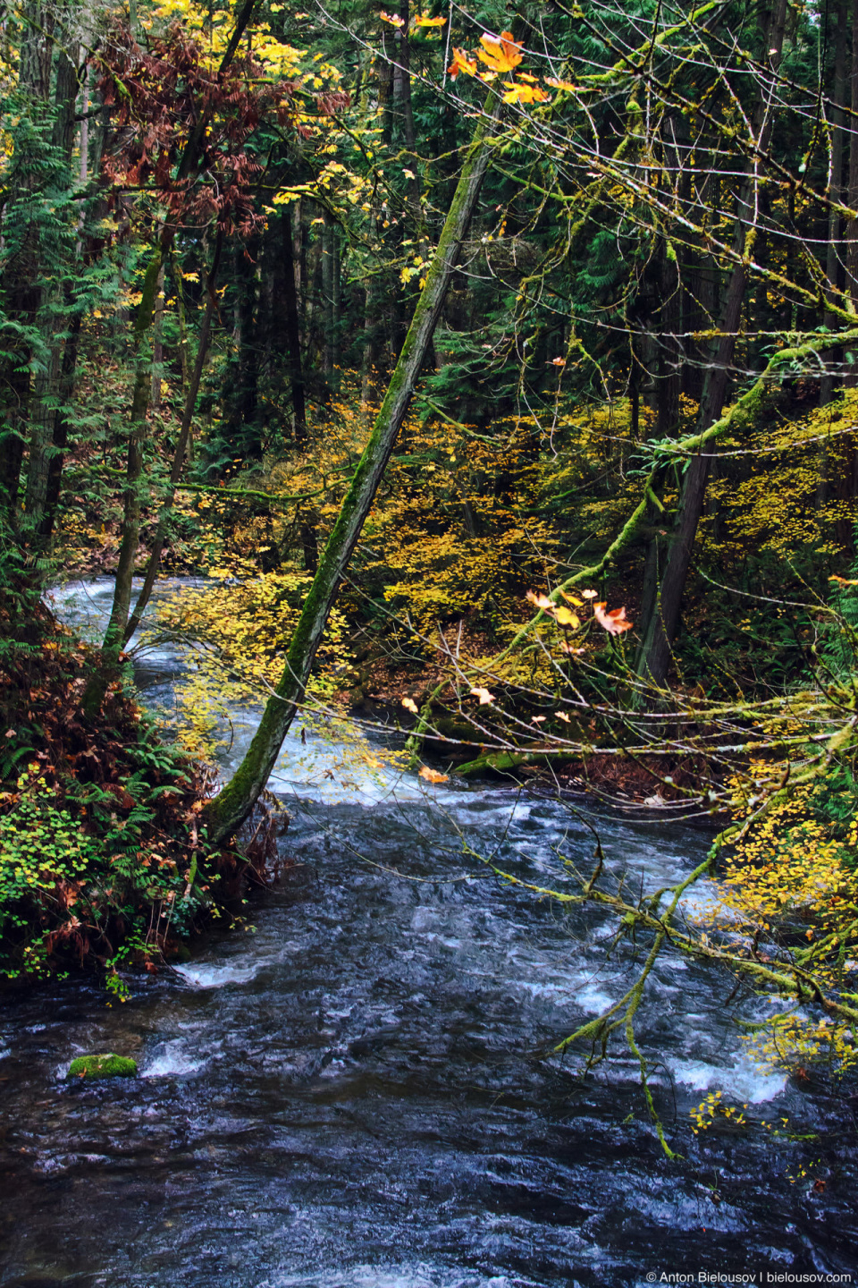 Whatcom Creek (Bellingham, WA)