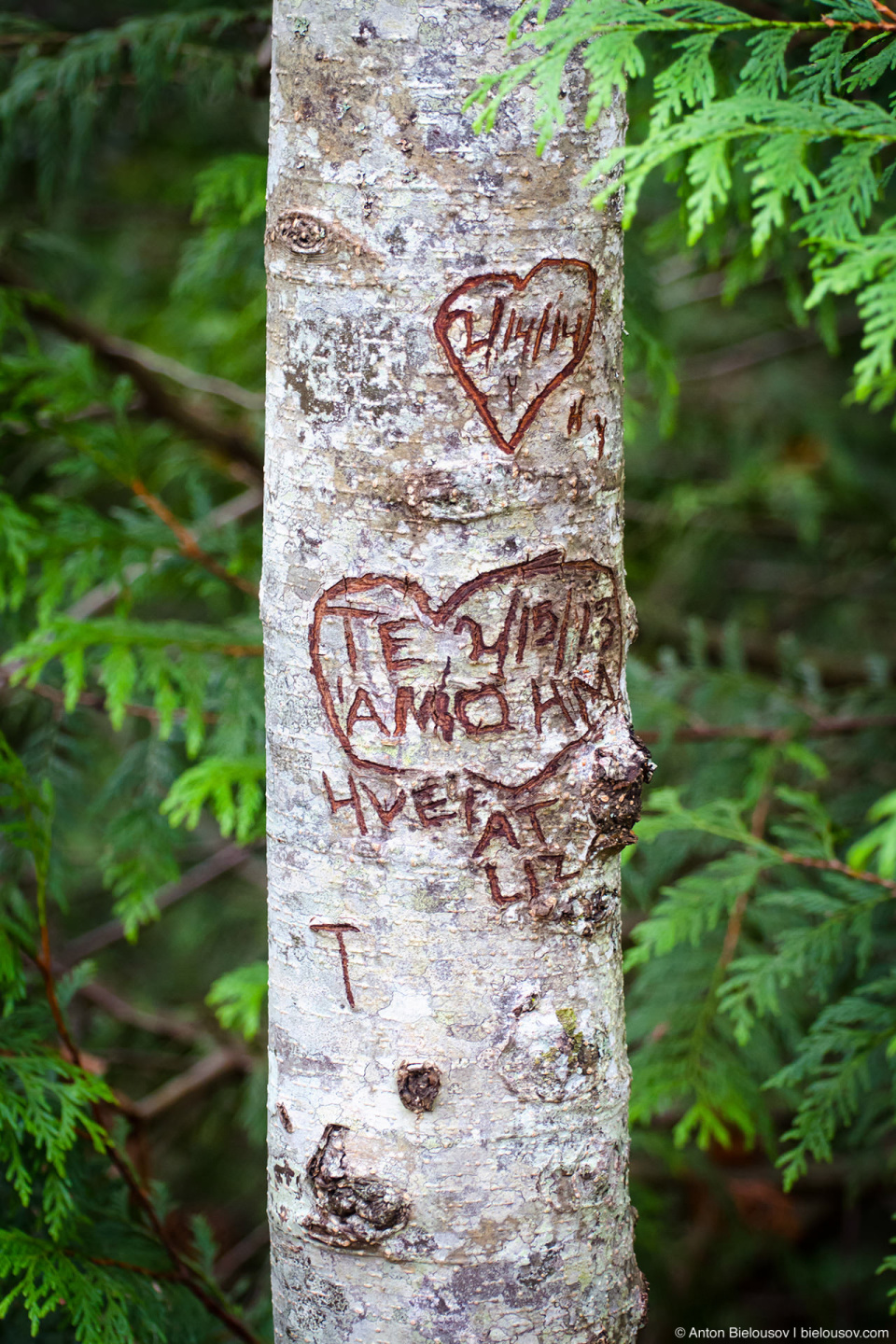 Вандализм в парке Whatcom Falls Park (Bellingham, WA)