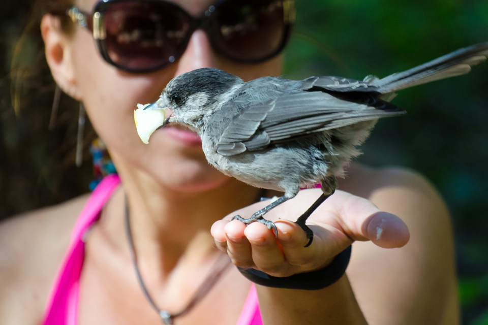 Канадская кукушка (Gray jay или Canadian jay)