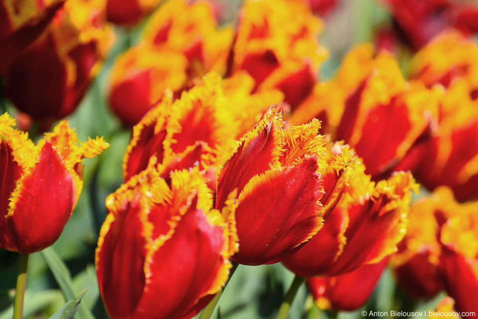 Fabio M 1905 tulips — Skagit Valley, Mount Vernon, WA