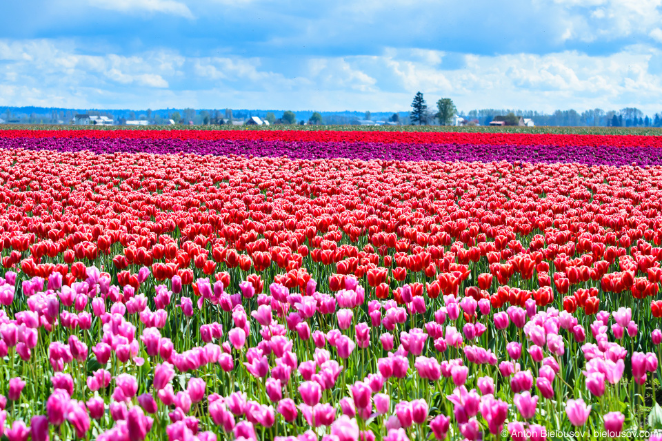 Тюльпановые поля RoozenGaarde: Фестиваль тюльпанов (Skagit Valley, Mount Vernon, WA)