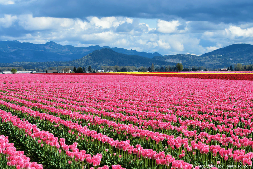 Тюльпановые поля RoozenGaarde: Фестиваль тюльпанов (Skagit Valley, Mount Vernon, WA)