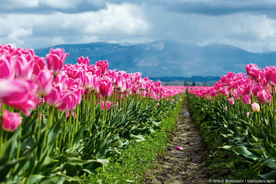 Skagit Valley, Mount Vernon, WA