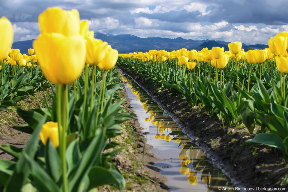 Желтые тюльпаны RoozenGaarde: Фестиваль тюльпанов (Skagit Valley, Mount Vernon, WA)