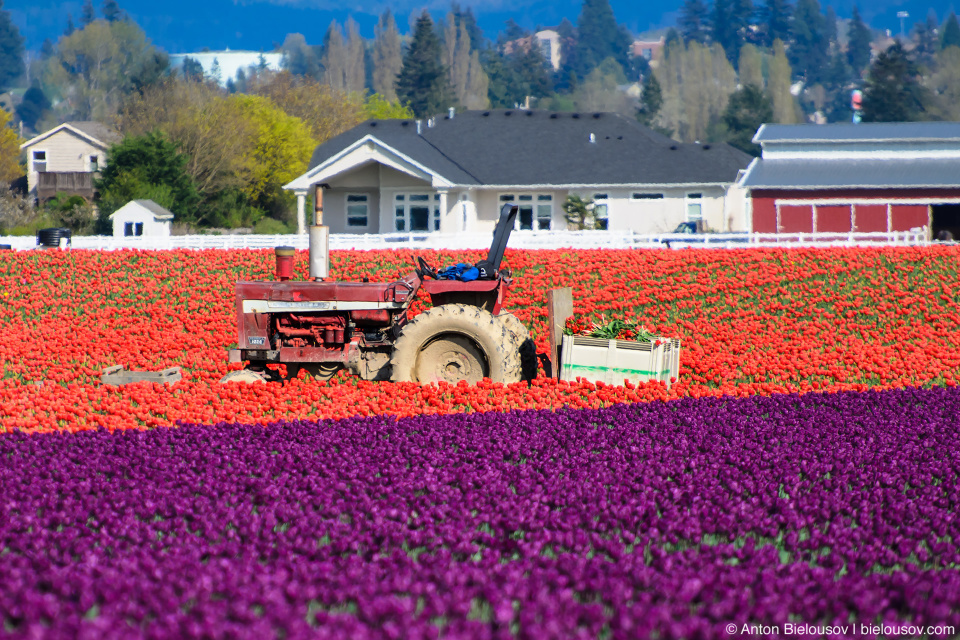 RoozenGaarde: Фестиваль тюльпанов (Skagit Valley, Mount Vernon, WA)