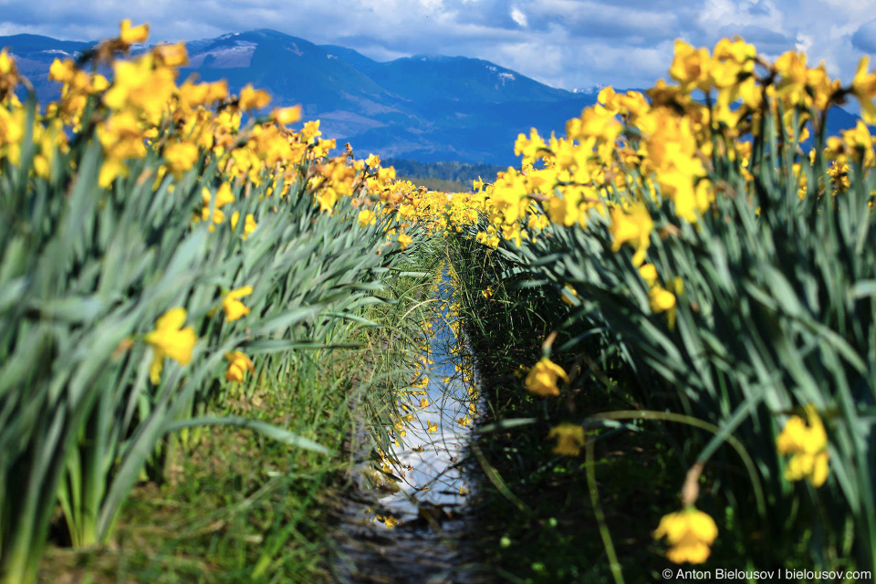 Нарциссовые поля — RoozenGaarde: Фестиваль тюльпанов (Skagit Valley, Mount Vernon, WA)