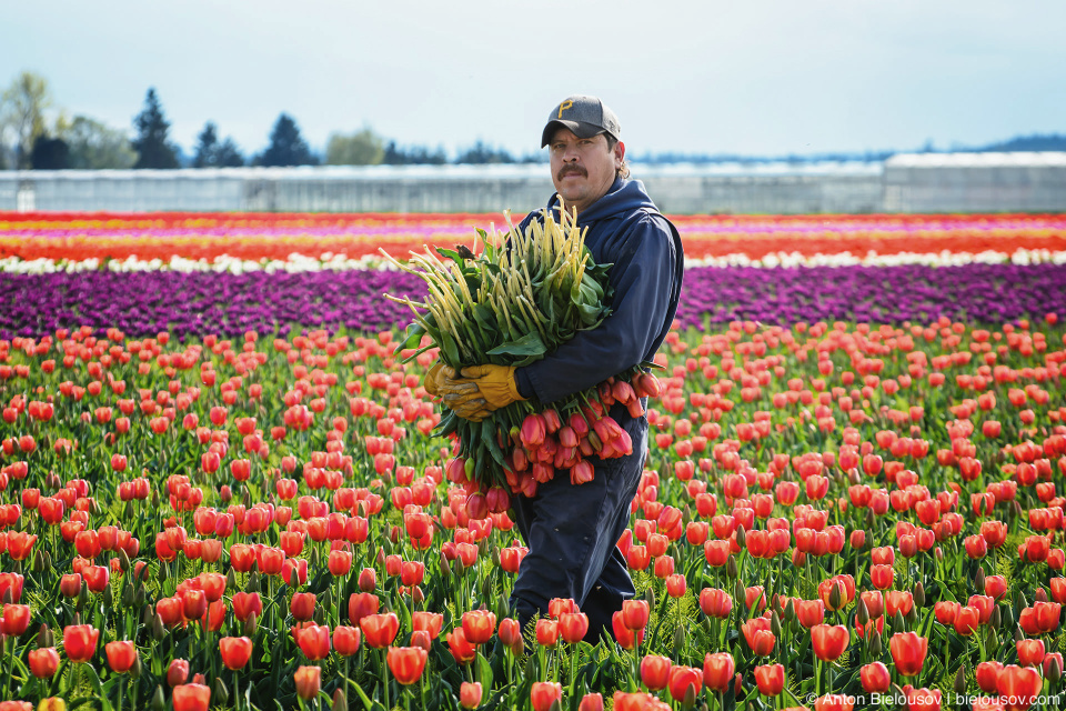 RoozenGaarde: Фестиваль тюльпанов (Skagit Valley, Mount Vernon, WA)