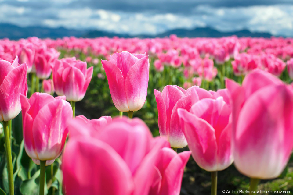 Skagit Valley, Mount Vernon, WA