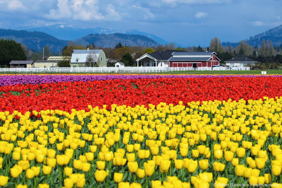 Фестиваль тюльпанов (Skagit Valley, Mount Vernon, WA)