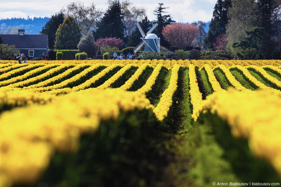 RoozenGaarde: Фестиваль тюльпанов (Skagit Valley, Mount Vernon, WA)