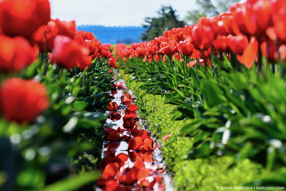 Тюльпановые поля RoozenGaarde: Фестиваль тюльпанов (Skagit Valley, Mount Vernon, WA)