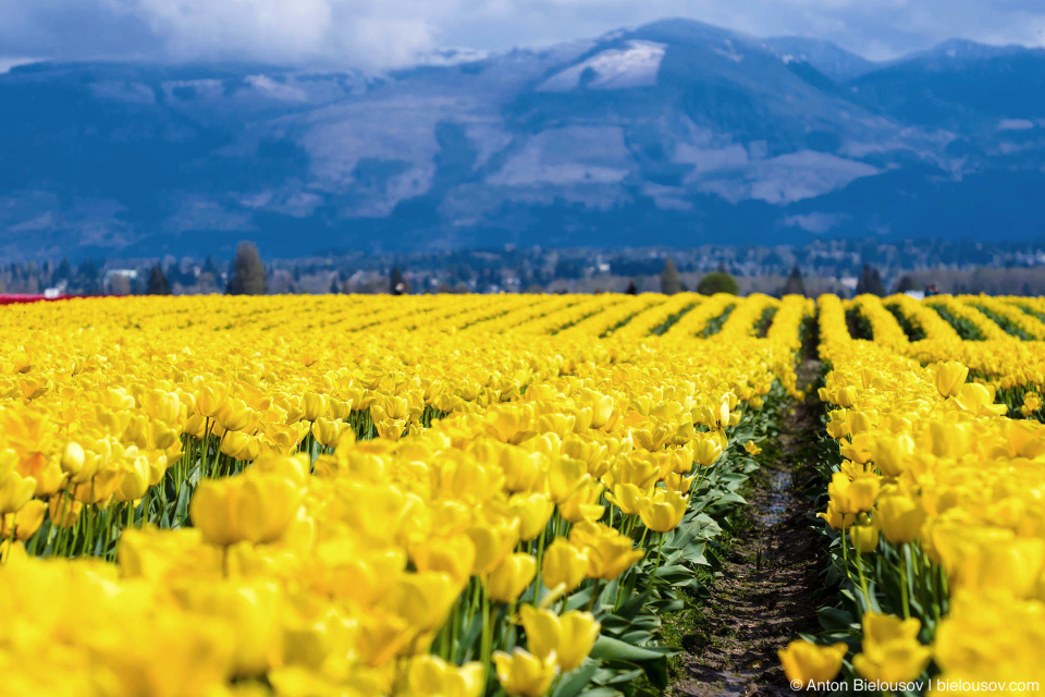 Тюльпановые поля RoozenGaarde: Фестиваль тюльпанов (Skagit Valley, Mount Vernon, WA)