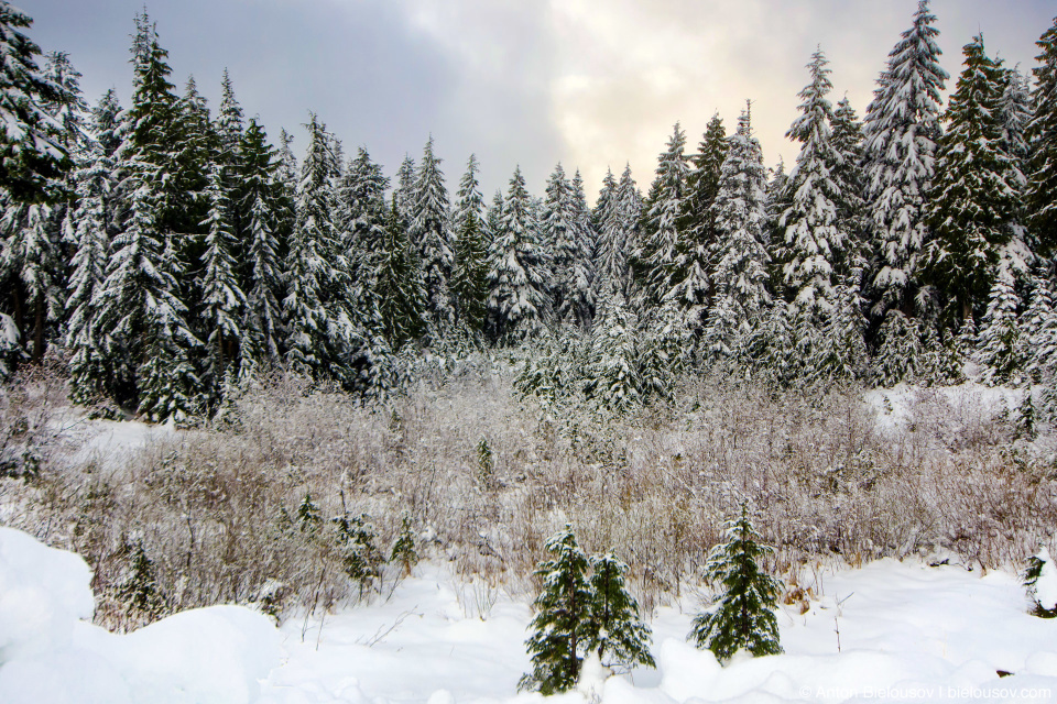 Снежное утро на горе Mount Seymour