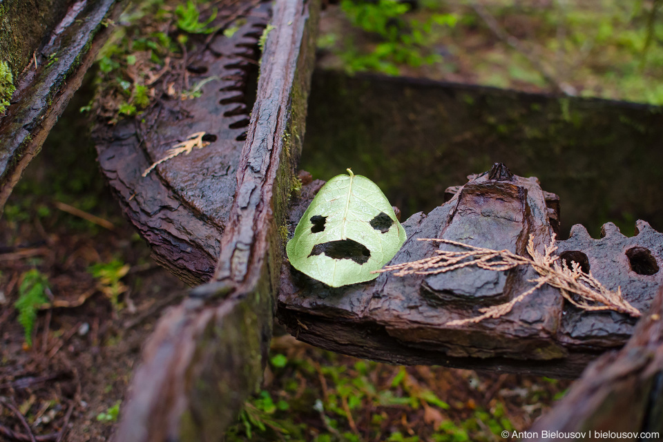 Face carved in leaf