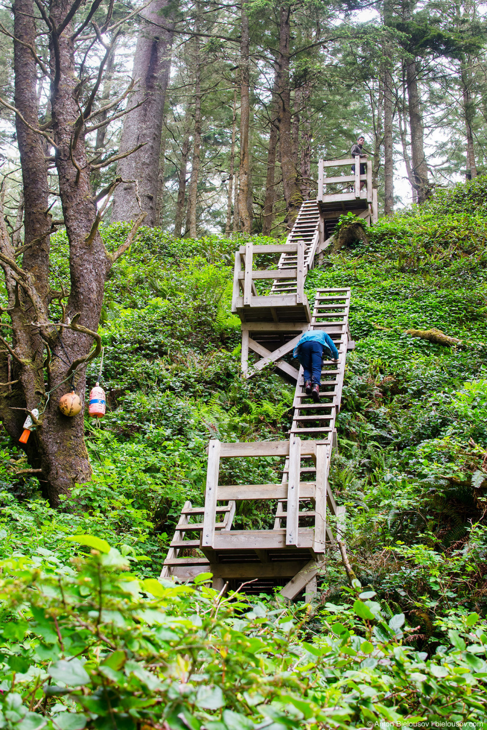 West Coast Trail: ladders to Tsusiat Falls