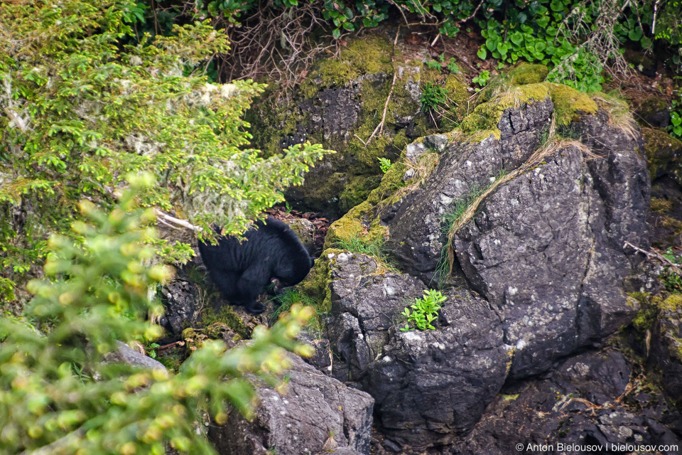 West Coast Trail Black Bear