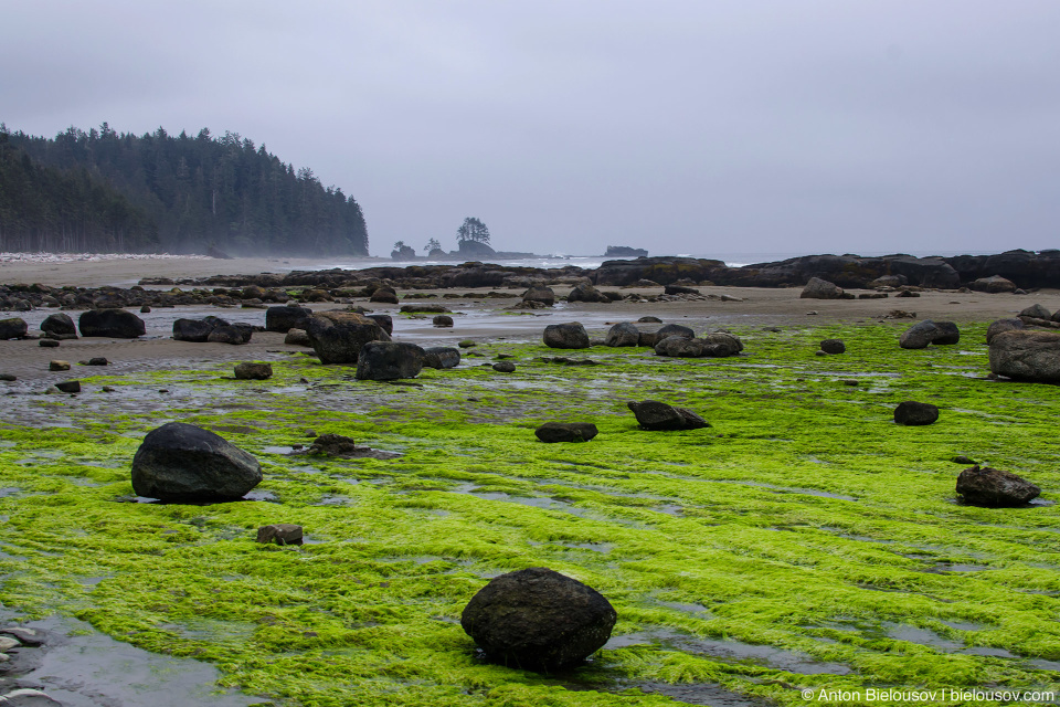 West Coast Trail: Cribs Creek Campsite