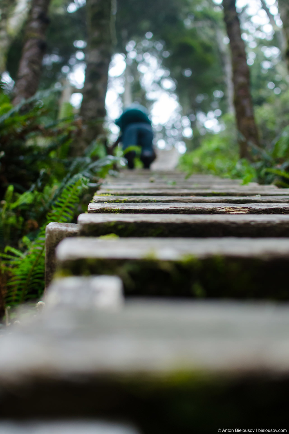 Лестницы на West Coast Trail