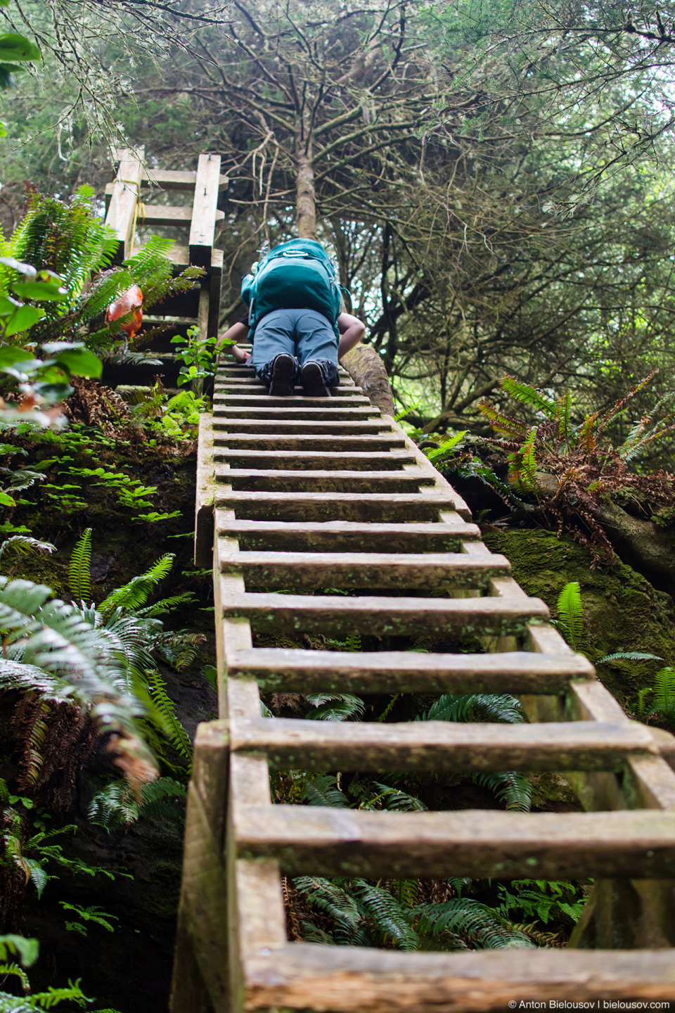 Лестницы на West Coast Trail